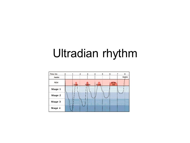 Ultradian rhythm